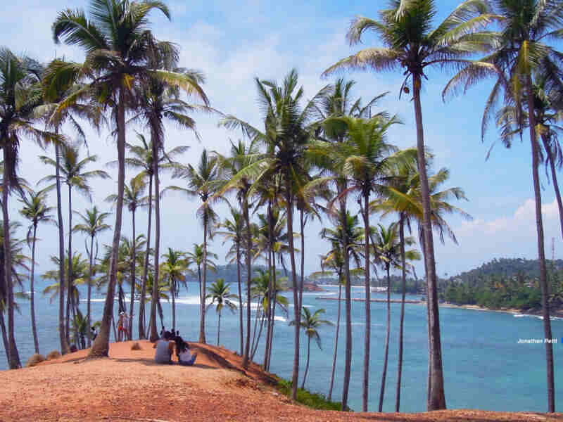 Coconut Tree Hills