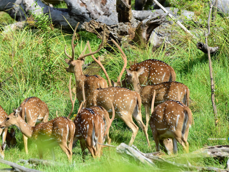 Lunugamwehera National Park
