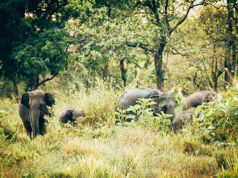 Maduru Oya National Park
