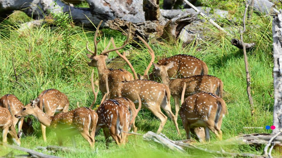 Lunugamwehera National Park