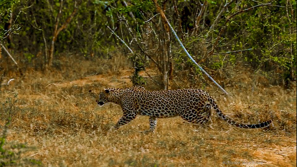 Safaris in National Parks Sri Lanka