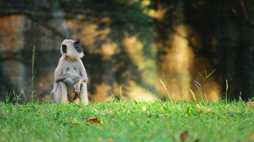 Sri Lanka Wild Life