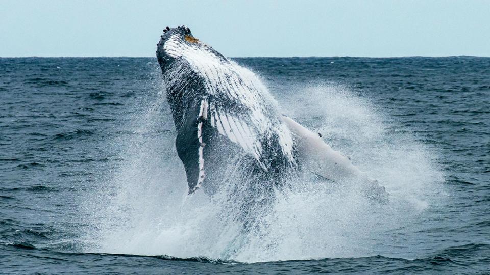 Mirissa whale watching