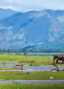 Sri Lanka woos tourists online with ‘Go on a couch safari’